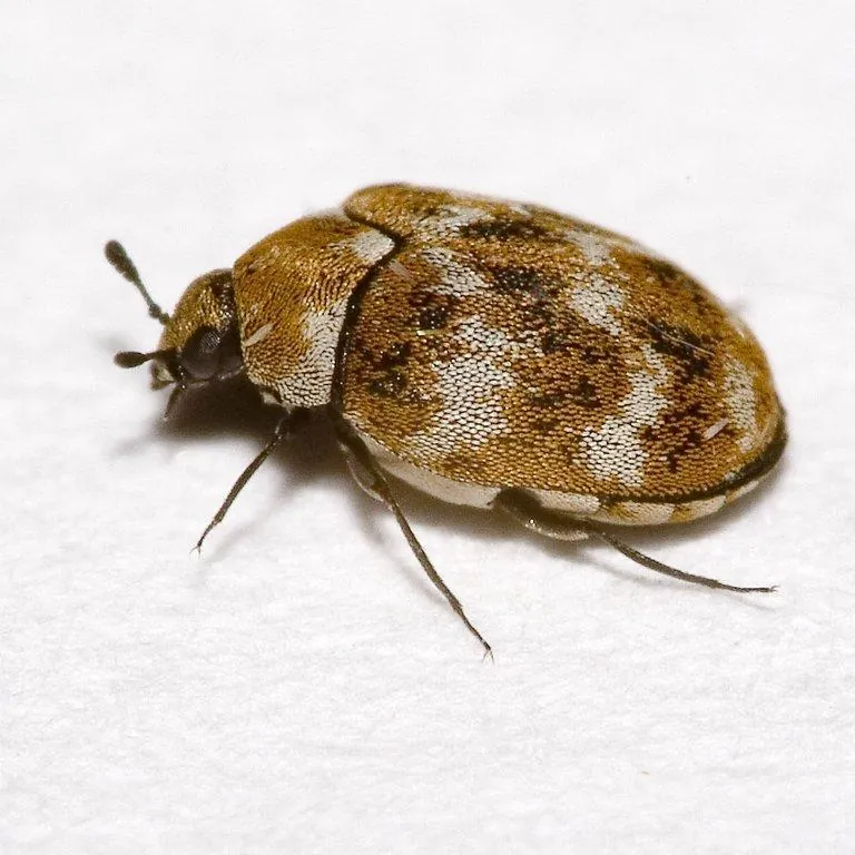 Common Furniture Beetle